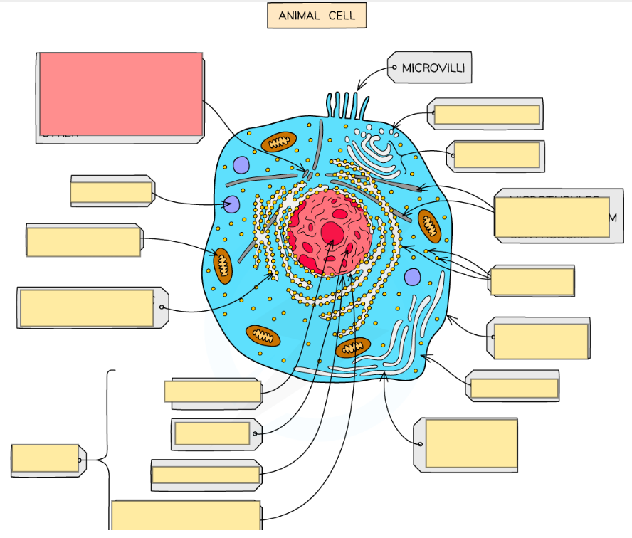 <p>Fill in the blank </p>