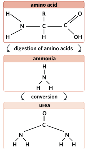 <ul><li><p><span style="background-color: transparent;">In the <strong>liver</strong>, amino acids undergo <strong>deamination</strong>:</span></p><ul><li><p><span style="background-color: transparent;">The <strong>amine group (–NH₂)</strong> is removed</span></p></li><li><p><span style="background-color: transparent;">Forms <strong>ammonia (NH₃)</strong> + energy</span></p></li></ul></li><li><p><span style="background-color: transparent;"><strong>Ammonia is highly toxic</strong> and requires large amounts of water to excrete.</span></p></li><li><p><span style="background-color: transparent;">In humans, ammonia is converted into <strong>urea (less toxic)</strong> in the <strong>liver</strong>.</span></p></li></ul><p><span style="background-color: transparent;"><strong>Urea is transported in the blood to the kidneys</strong>, where it is filtered and excreted as <strong>urine</strong></span></p>