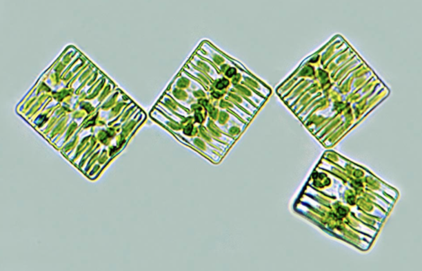 <p>now we know diatoms in the ocean produce 20% of the oxygen that we breath</p>
