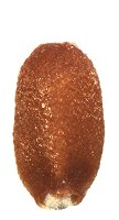 <p>Identify the seed</p>
