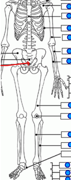 <p>triangular bone at the very bottom under the sacrum </p>