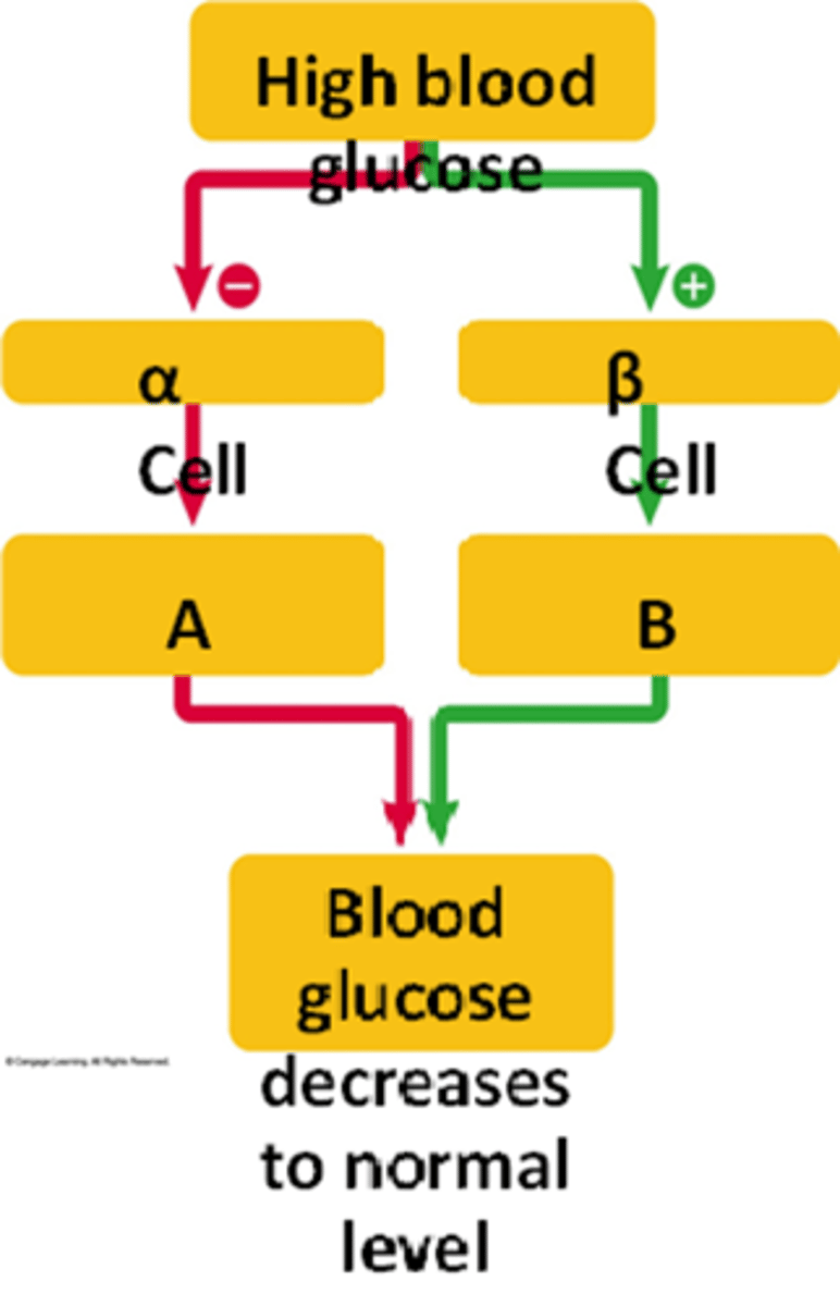 <p>Answer the question using the accompanying figure. In type 1 diabetes, the box(es) labeled ____ malfunctions. </p><p>a.</p><p>A</p><p>b.</p><p>B</p><p>c.</p><p>C</p><p>d.</p><p>A and C</p><p>e.</p><p>B and D</p>