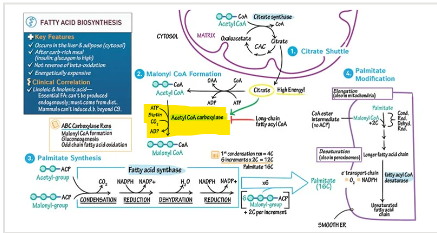 <p>What is the formation of <strong>malonyl-CoA</strong> from acetyl-CoA catalyzed by </p>