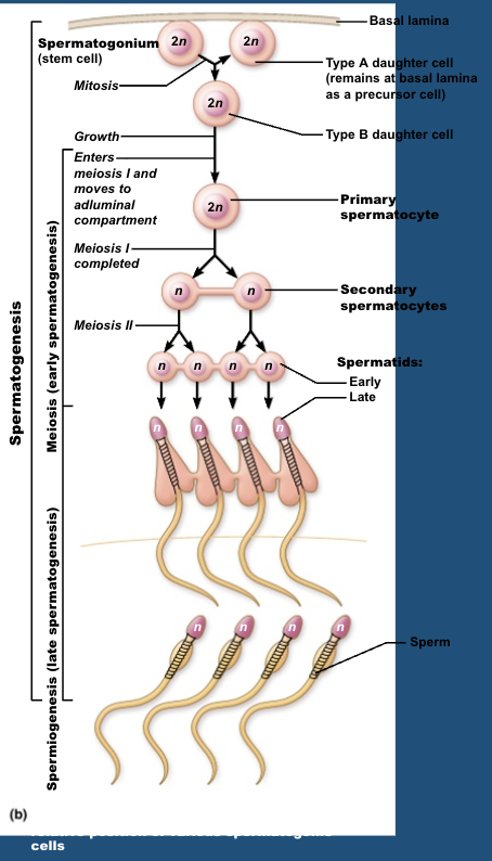 <p>what happens in stage 2 of spermatogenesis? </p>