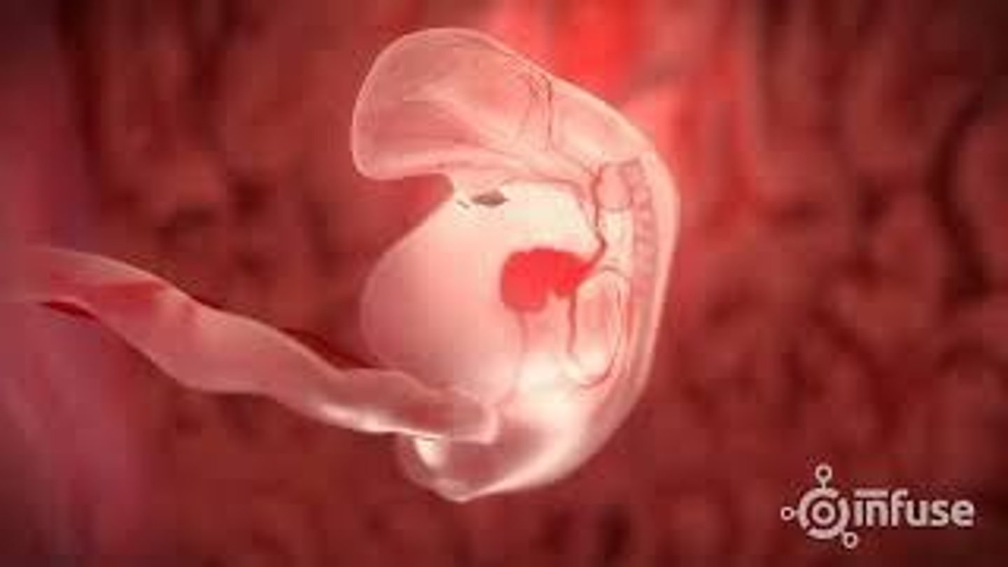 <p>The neural tube, heart, and major organs begin to form.</p>