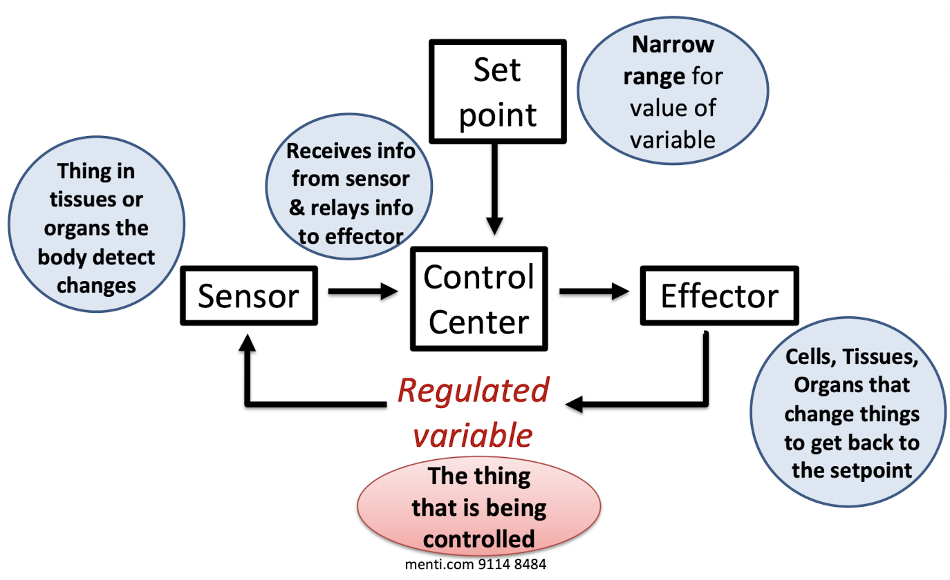 <ul><li><p>Set point</p><ul><li><p>Narrow range for value of variable</p></li></ul></li><li><p>Control center</p><ul><li><p>Receives information from the sensor &amp; relays info to the effector</p></li></ul></li><li><p>Effector</p><ul><li><p>Cells, tissues, &amp; organs that change things to get back to the set point</p></li></ul></li><li><p>Sensor</p><ul><li><p>Thing in tissues or organs that detects body changes</p></li></ul></li></ul><p></p>