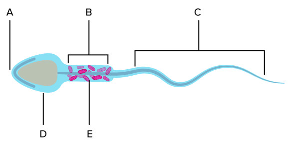 <p>A</p>