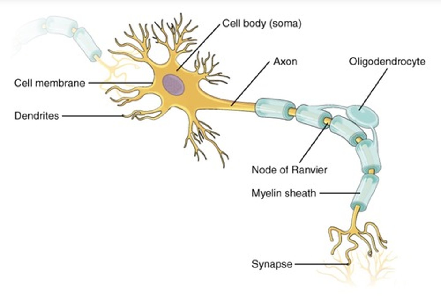 <p>Cell body</p>
