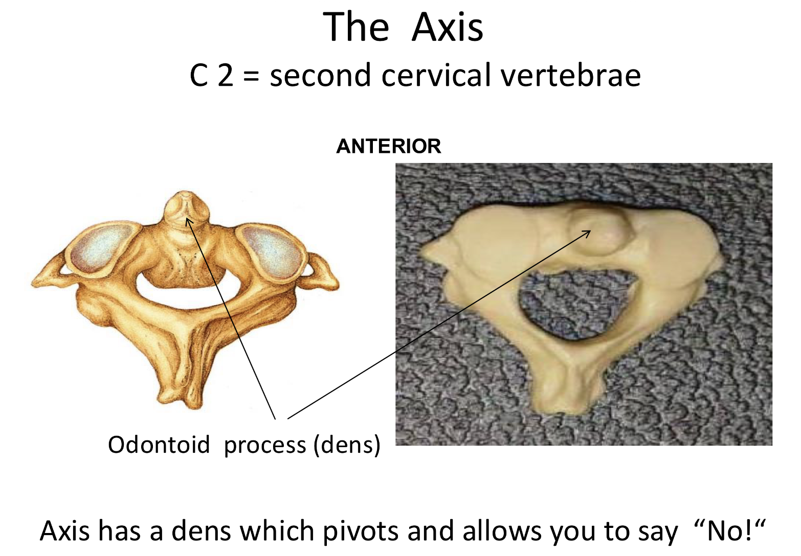 <p>Axis (C2) <strong>Types of vertebrae</strong></p>