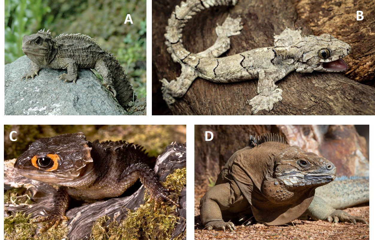 <p>Which of these is not a squamate? </p>