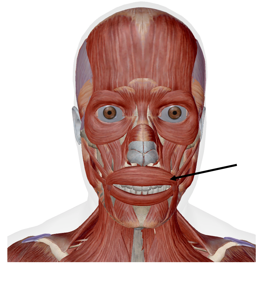 <p>Identify the name of the muscle that the arrow is pointing to in the image.</p>