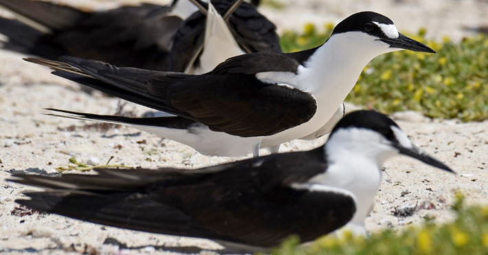 <p>What bird is this?</p>