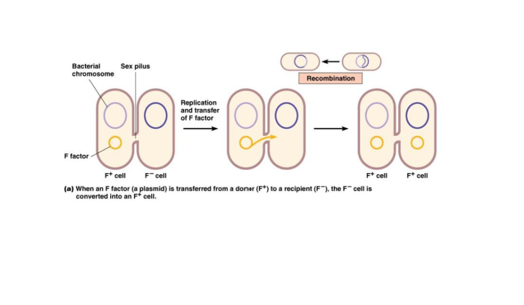 <p>Requires direct contact between cells</p><ul><li><p>the cells have to be of opposing mating type (one carries the plasmid and the other doesn’t)</p></li></ul><p>Requires pilis - allows for transfer of material</p><p></p>