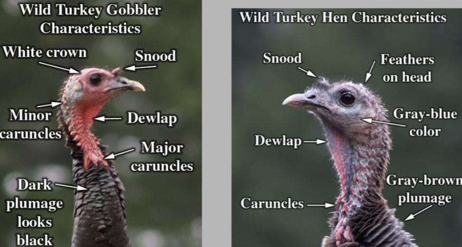 <p>By their snoods, dewlaps, plumage, caruncles, and feathers/crown on their heads</p>