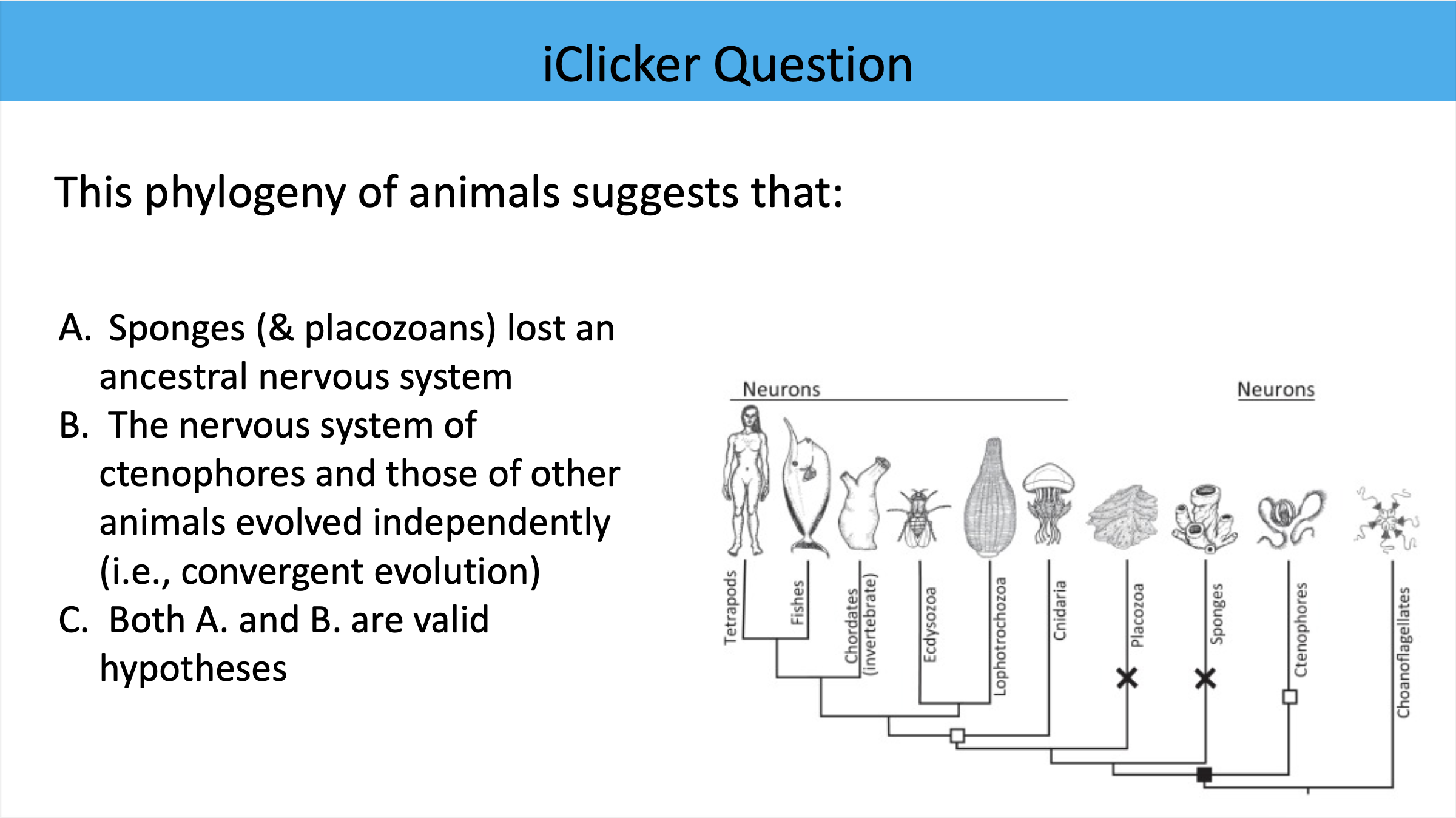 <p>This phylogeny of animals suggests that:</p>