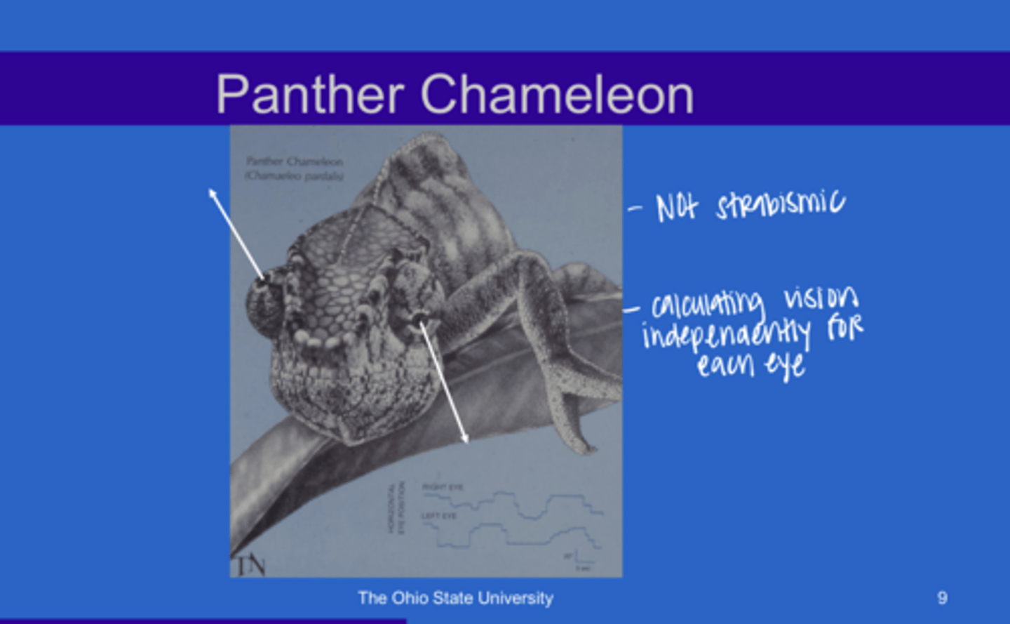 <p>Is this animal strabismic?</p>