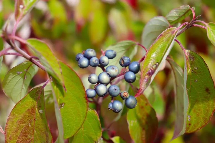 <p>Shrub, growing along open. Marsh edges, or streambanks, often with weeping branches, that touch the ground</p>