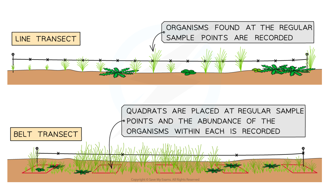 <p>Quadrats are placed at regular intervals along a transect & organisms in each quadrat are counted</p>