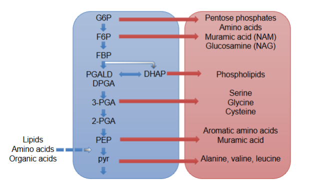 <p>make amino acids, PLs, sugars (NAM, NAG)</p>