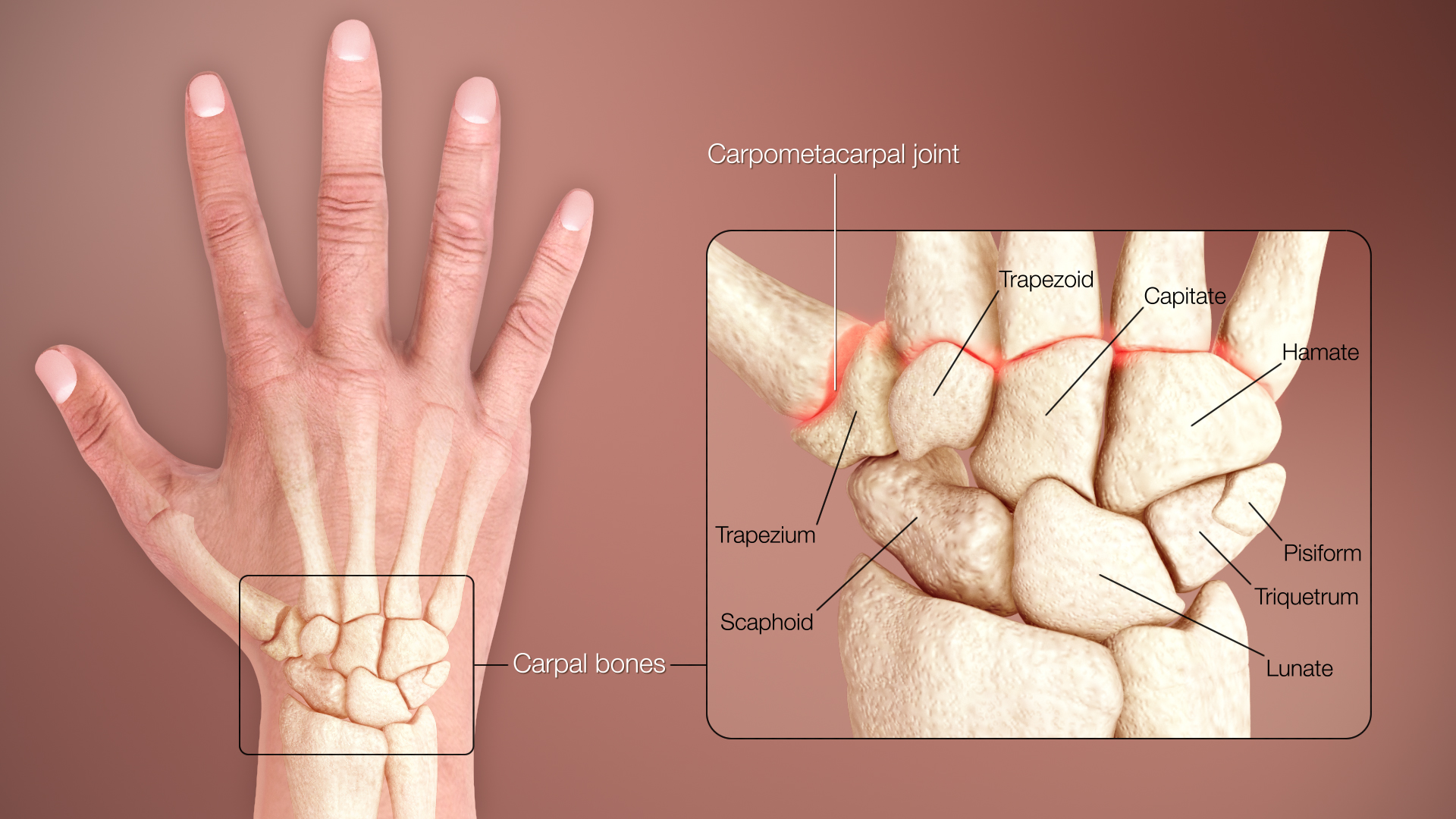 <p>the wrist</p>