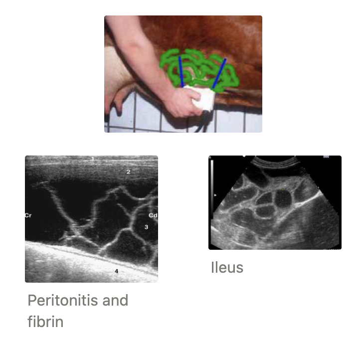 <ol><li><p>Peritonitis = Fibrin looks like moving seaweed</p></li><li><p>Free abdominal fluid (uroperitoneum or ascites): Place probe along right caudoventral abdomen</p></li><li><p>Intestinal ileus/obstruction</p><ol><li><p>Hypoechoic lumen (fluid-filled)</p></li><li><p>Lack of gut motility</p></li><li><p>Diameter of intestinal loops >4.cm → Surgery (normal < 3.5cm)</p></li></ol></li></ol><p></p>