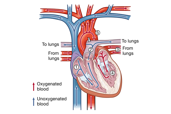 <p>describe blood flow of the heart </p>