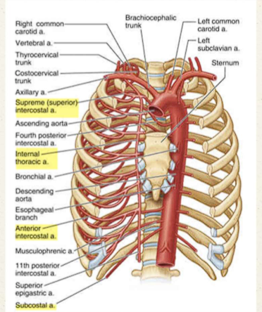 <ul><li><p>last paired branch of the thoracic aorta</p></li><li><p>Supplies some abdominal wall muscles</p></li><li><p>Veins drain into <span style="color: red;">azygos system</span></p></li></ul><p></p>