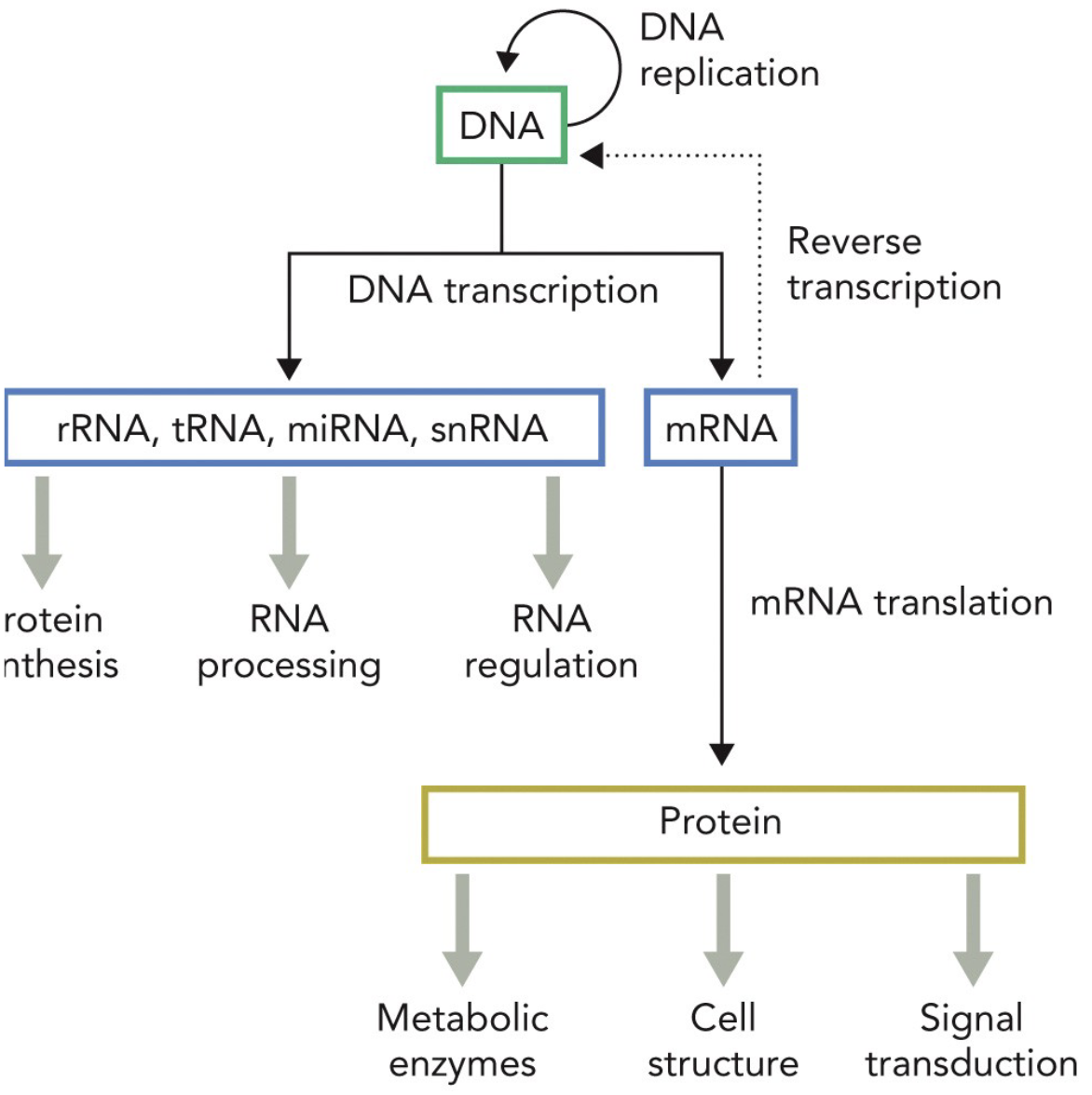 <p>Describes the flow of genetic information within a biological system</p><p>DNA → RNA → Protein</p>