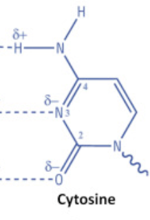 <p>cytosine</p><p>pyrimidine</p>