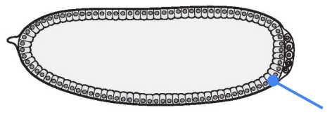 <p>What part is shown in the figure, and what process is it formed by?</p>