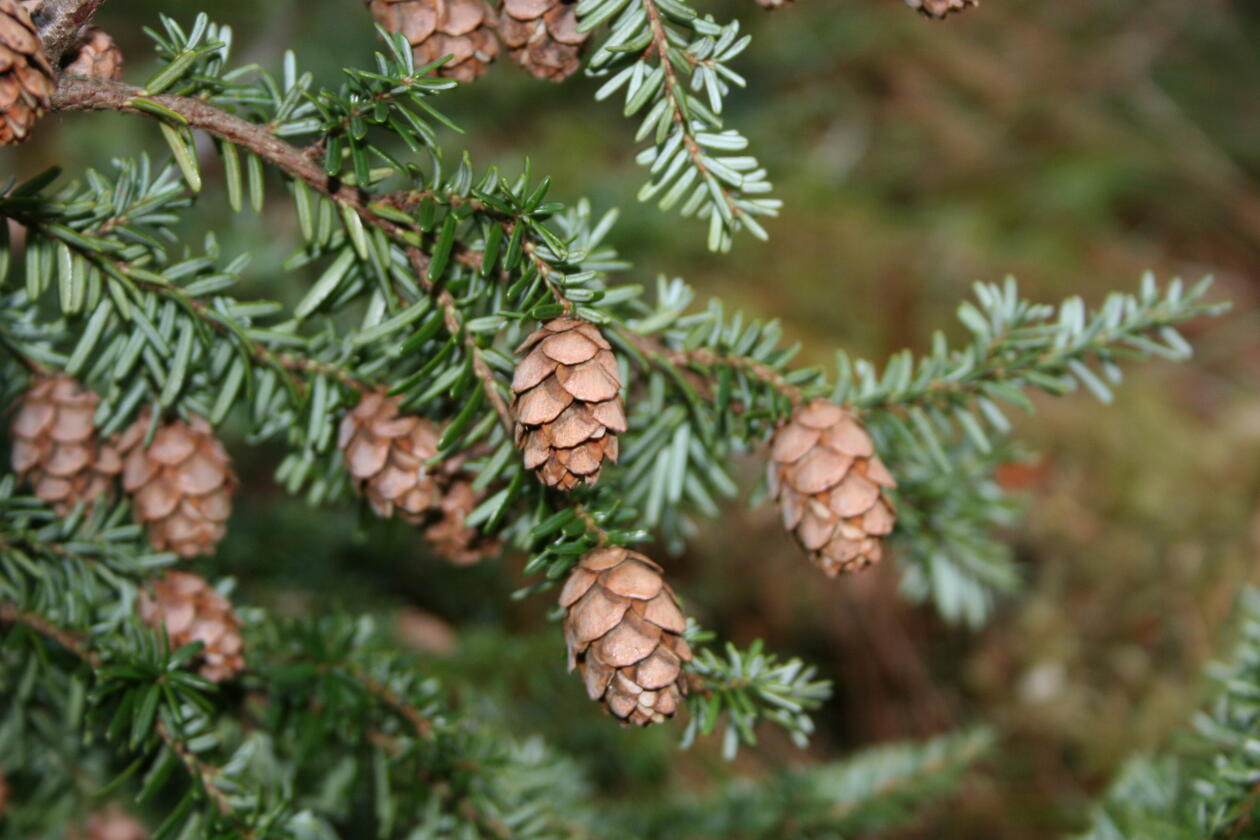 <p>Tsuga heterophylla </p>