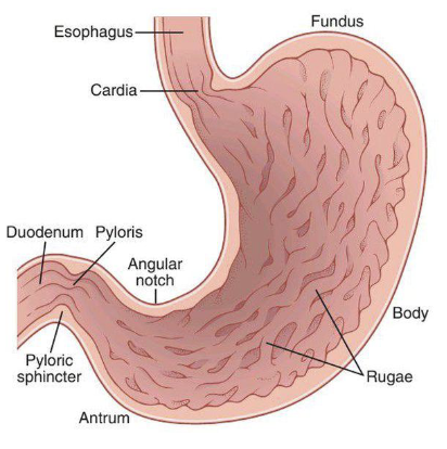 <ol><li><p>Fundus: Stores undigested food</p></li><li><p>Body: Main site of mixing and initial digestion</p></li><li><p>Antrum: Contains partially digested food</p></li><li><p>Pylorus: Includes the pyloric sphincter which controls the passage of stomach contents into the duodenum (small intestine)</p></li></ol><p></p>