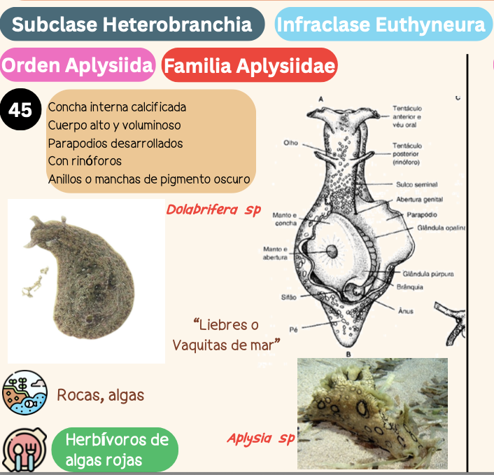 <p><strong>FILO </strong>Mollusca<strong><br>CLASE </strong>Gastropoda<br><strong>SUBCLASE </strong>Heterobranchia<br><strong>INFRACLASE </strong>Euthyneura<br><strong>ORDEN </strong>Aplysiida<br><strong>FAMILIA </strong>Aplysiidae<br><strong>GÉNERO </strong><em><u>Dolabrifera sp</u></em><strong><br>CARACTERÍSTICAS </strong><br><strong>RÁDULA </strong>Raquiglosa<strong><br>ALIMENTACIÓN </strong>Herbívoros de algas rojas<strong><br>HÁBITAT </strong>Rocas, algas</p>