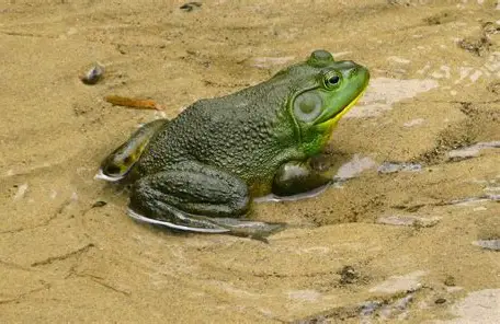 <p>What Amphibian is this?</p>