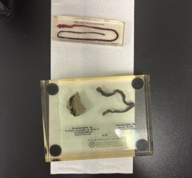 <p>What is this (phylum, common name)?</p>