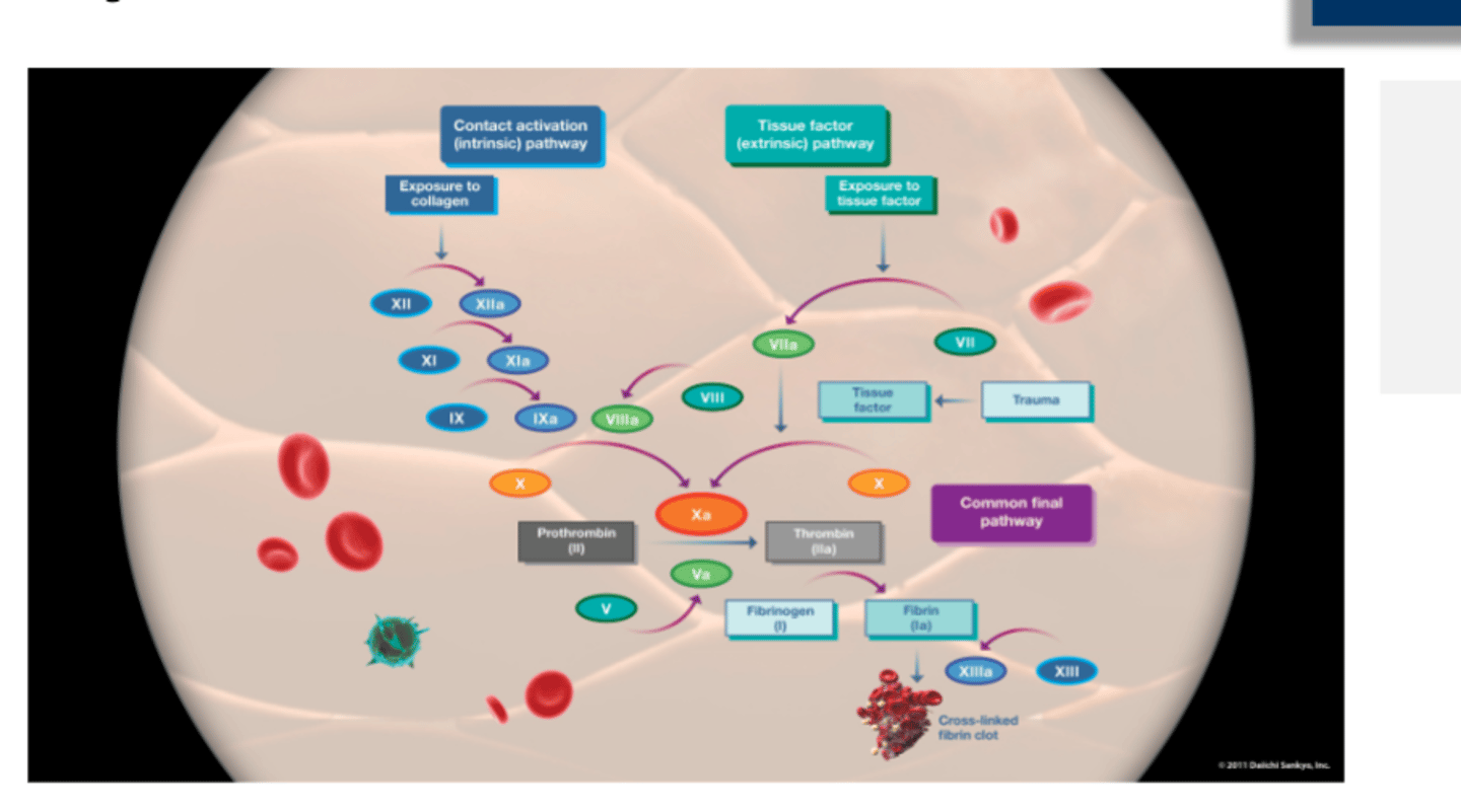 <p>Thrombin (IIa)</p>