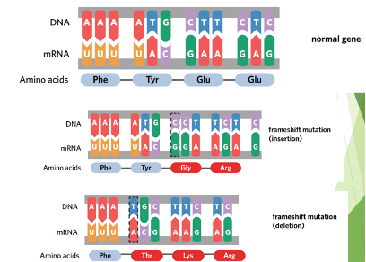 <p><span style="line-height: 115%;">one or two nucleotides are inserted or deleted, shifting the reading frame and altering <u>every codon</u> from that point onwards.<strong> </strong>Often have <strong>significant effects </strong>on polypeptide because they change amino acid sequence from the point of the mutation onwards.<strong> </strong>As a result, protein is often <strong>non-functional</strong> or has greatly reduced function.<strong> </strong>May also create a <strong>premature stop codon</strong>, producing a shortened (truncated) protein. May be due to an insertion or deletion of a nucleotide base.</span></p>
