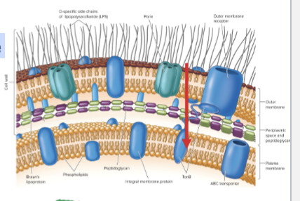 <p>Two-step process:</p><p>• First the solute crosses the outer membrane</p><p>into the periplasm.</p><p>• Then crosses the plasma membrane.</p><p>Facilitated transport by <strong>porins</strong>.</p><p>Channels to let small molecules (600 daltons) pass</p>