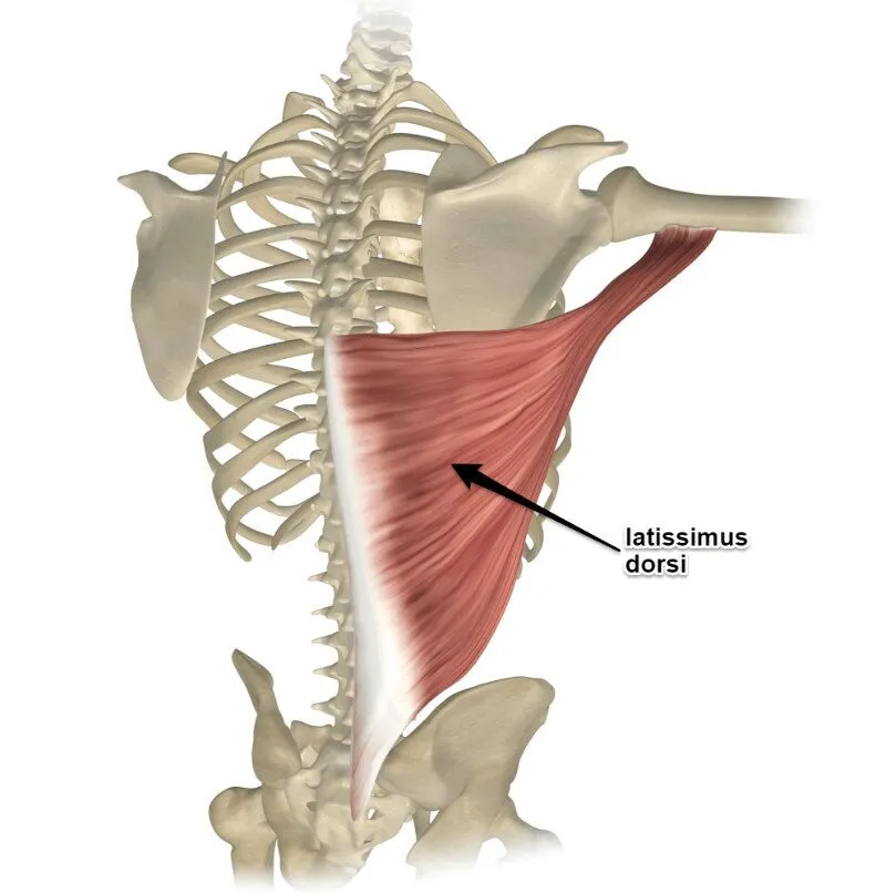<p>Latissimus dorsi</p>