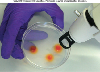 <p>use a gene g*n:</p><p><span>•Coat small metal particles (bullets) with DNA</span></p><p><span>•Shoot DNA bullets at cells</span></p><p><span>•DNA can enter the chloroplast and recombines into the genome.</span></p><p><span>•Transgenic cells identifies using selectable marker.</span></p><p><span>•Transgenic cell cultured to produce a transplastomic</span><span style="font-family: "Tw Cen MT";"> plant.</span></p><p></p>