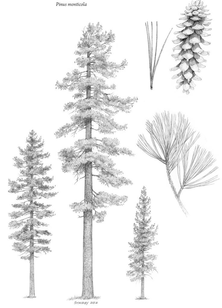 <p>Pinus monticola </p>