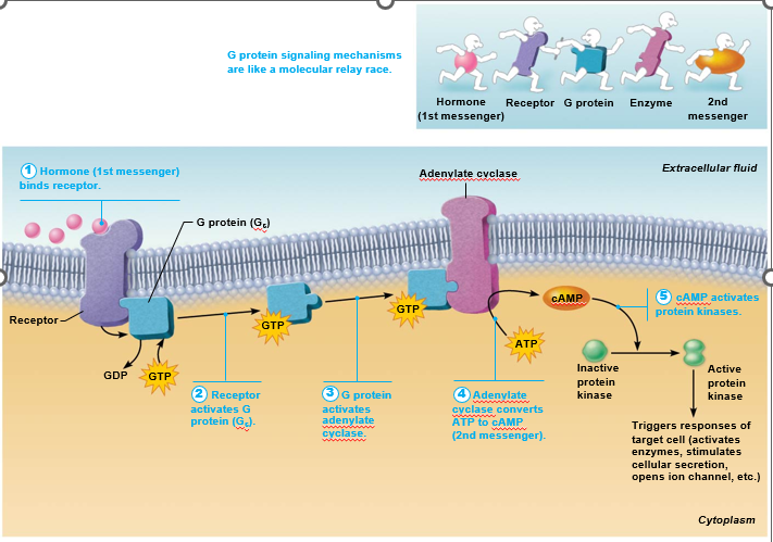 <ol><li><p>hormone (first messenger) binds to receptor</p></li><li><p>receptor activates a G protein</p></li><li><p>G protein activates or inhibits effector enzyme ADENYLATE CYCLASE</p></li><li><p>Adenylate cyclase then converts ATP TO cAMP (second messenger)</p></li><li><p>cAMP activates PROTEIN KINASES that phosphorylate (add a phosphate) other proteins</p></li><li><p>hormone floats away, or phosphodiesterase (PDE) converts cAMP back to AMP</p></li></ol><p></p>