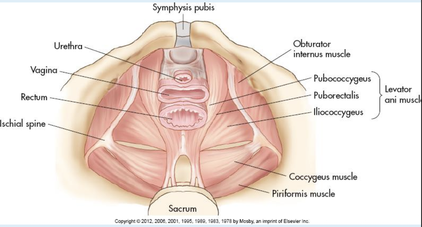<ul><li><p>piriformis muscles</p></li><li><p>obturator internus muscles</p></li><li><p>pelvic diaphram muscles</p><ul><li><p>coccygeus muscles</p></li><li><p>levator ani (group of 3 closest to vaginal level)</p><ul><li><p>pubococcygeus</p></li><li><p>iliococcygeus</p></li><li><p>puborectalis</p></li></ul></li></ul></li></ul><p></p>