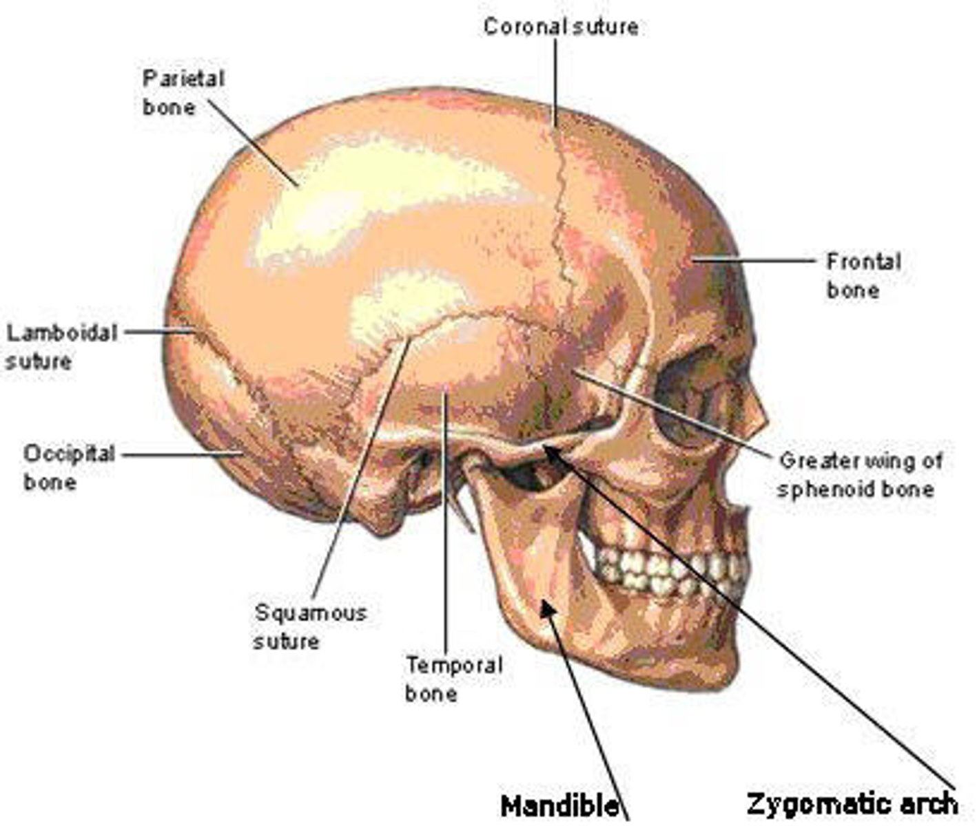 <p>the part of the skull that encloses the brain and is composed of 8 bones</p>