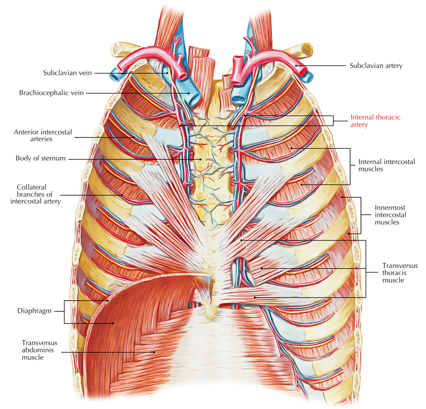 <p><strong>Internal thoracic artery:</strong><span> Runs vertically on the internal aspect of the anterior thoracic wall</span></p>