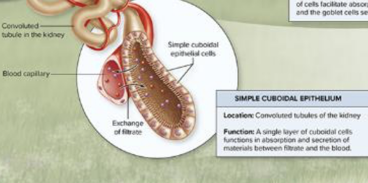 <p>Simple Cuboidal Epithelial Tissue</p><ul><li><p>as tall as wide, central nucleus, prominent basement membrane</p></li></ul><p></p>