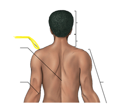 <p>Label the yellow line</p>