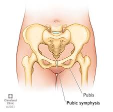 <p>Symphysis</p>
