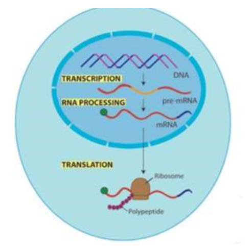 <ol><li><p><u>An <mark data-color="yellow" style="background-color: yellow; color: inherit;">edited (exons only) mRNA</mark> strand</u> — carries the copied genetic information to the cytoplasm</p></li><li><p><u><mark data-color="yellow" style="background-color: yellow; color: inherit;">A ribosome</mark></u> - where all of the components come together to make a polypeptide</p></li><li><p><mark data-color="yellow" style="background-color: yellow; color: inherit;">Transfer RNA (tRNA)</mark> molecules carrying <mark data-color="yellow" style="background-color: yellow; color: inherit;">amino acids.</mark></p></li></ol><p></p>