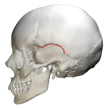<p>a fibrous joint on the side of the skull that connects the temporal bone and the parietal bone</p>